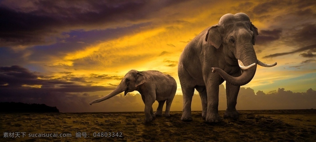 大象与小象 大象 小象 象 动物 陆生动物 生态动物 生物世界 野生动物