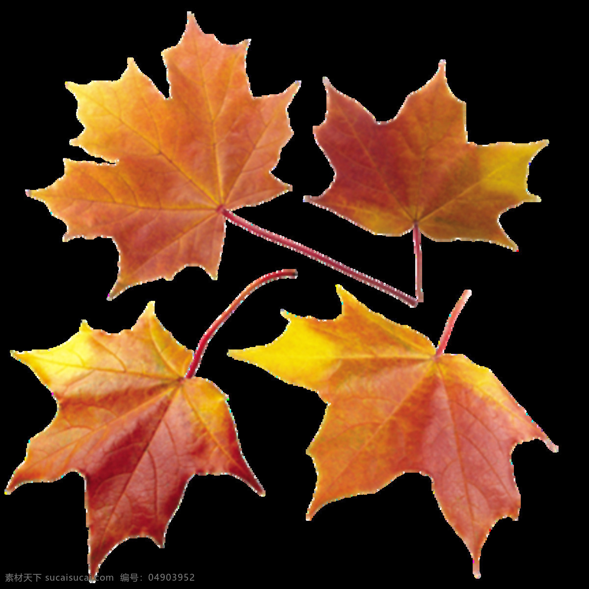 真实 枫叶 元素 落叶 秋季 秋天 节气 干枯 立秋 实物素材