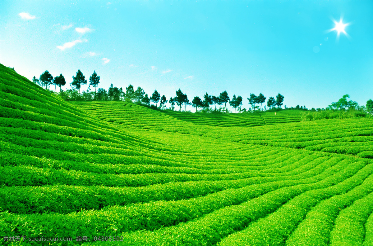 茶园 雨中茶园 美丽的茶园 雾中茶园 绿色茶园 春天的茶园 田园风光 自然景观