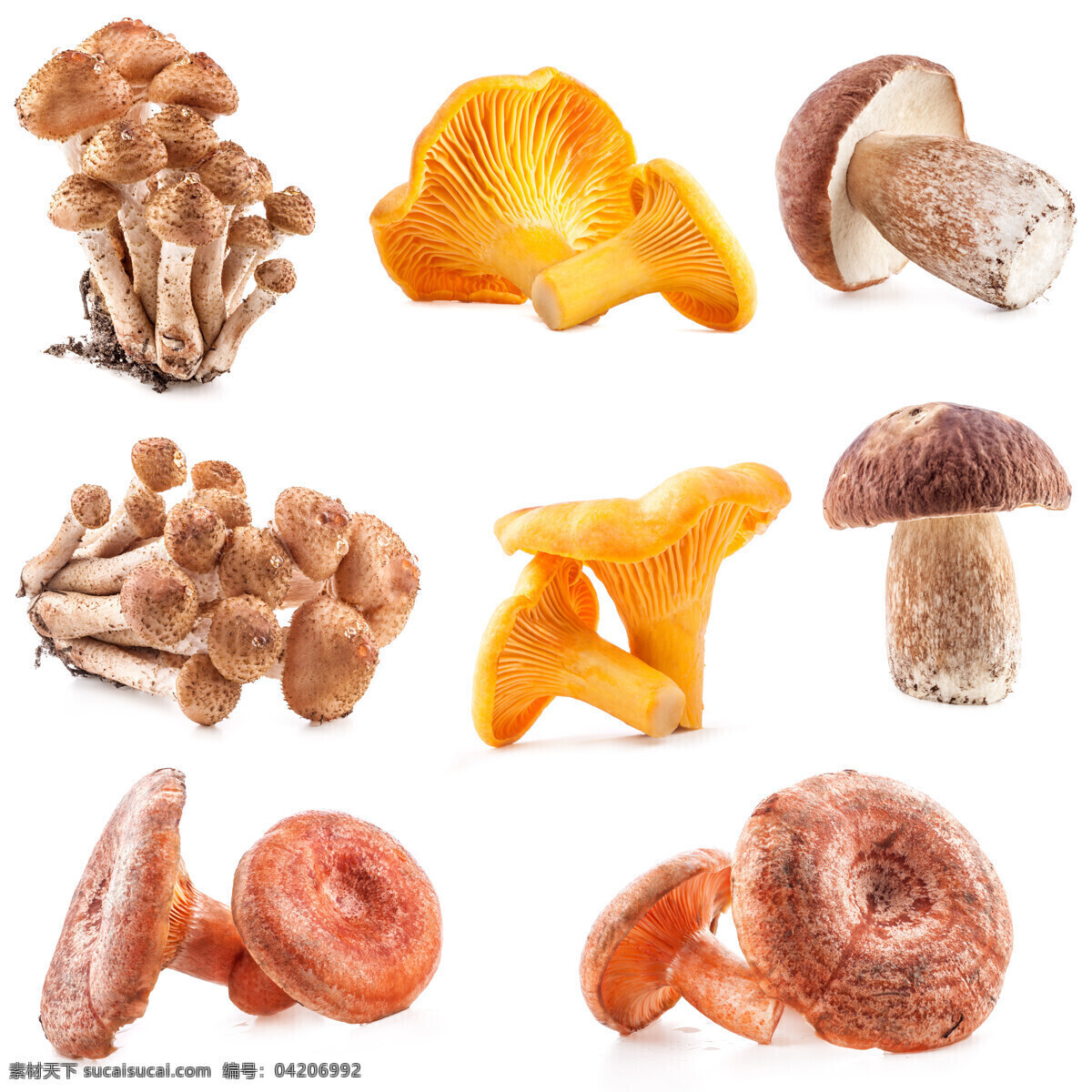 蘑菇 菌类 新鲜蘑菇 菌类食材 新鲜蔬菜 蘑菇图片 餐饮美食