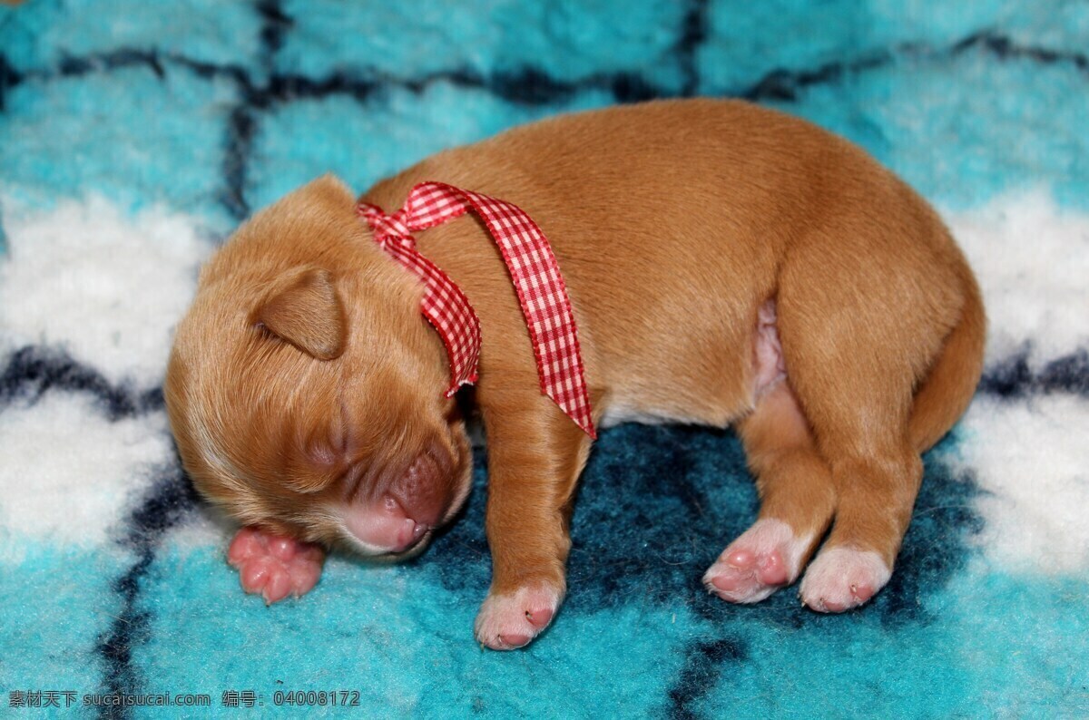 睡觉 宠物 可爱 可爱的 可爱小狗 幼犬 生物世界 家禽家畜