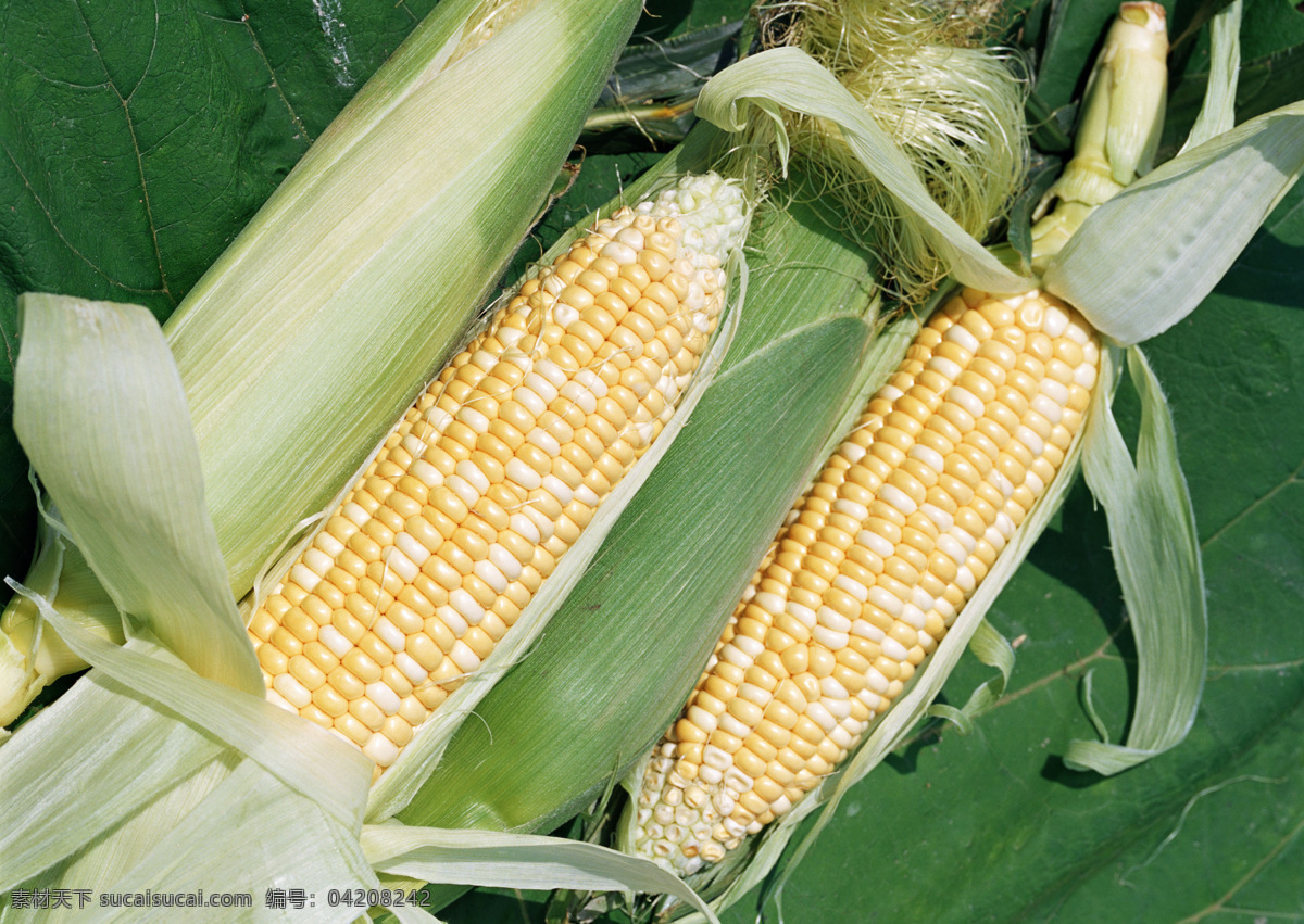 玉米 白玉米 白黄相间 生玉米 蔬菜 生物世界