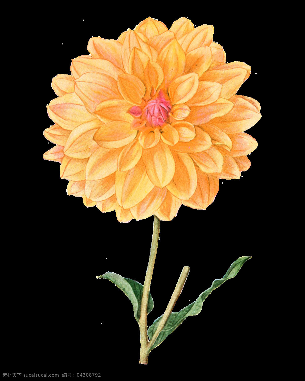 黄色 高清 华丽 复古 彩绘 花朵 含苞待放 梦幻花朵 鲜花花朵 鲜花花蕾 鲜花素材花卉