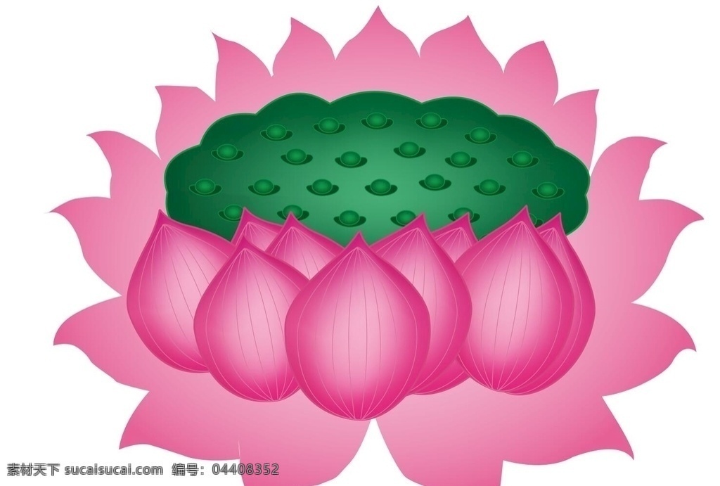 荷花 莲蓬 矢量图 粉色 花瓣 文化艺术