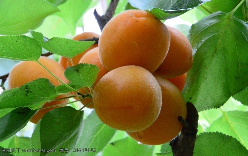 甜杏 大黄杏 果实 植物 水果 成熟 绿叶 红色 枝叶 园林景观 绿化景观 果品果实 生物世界