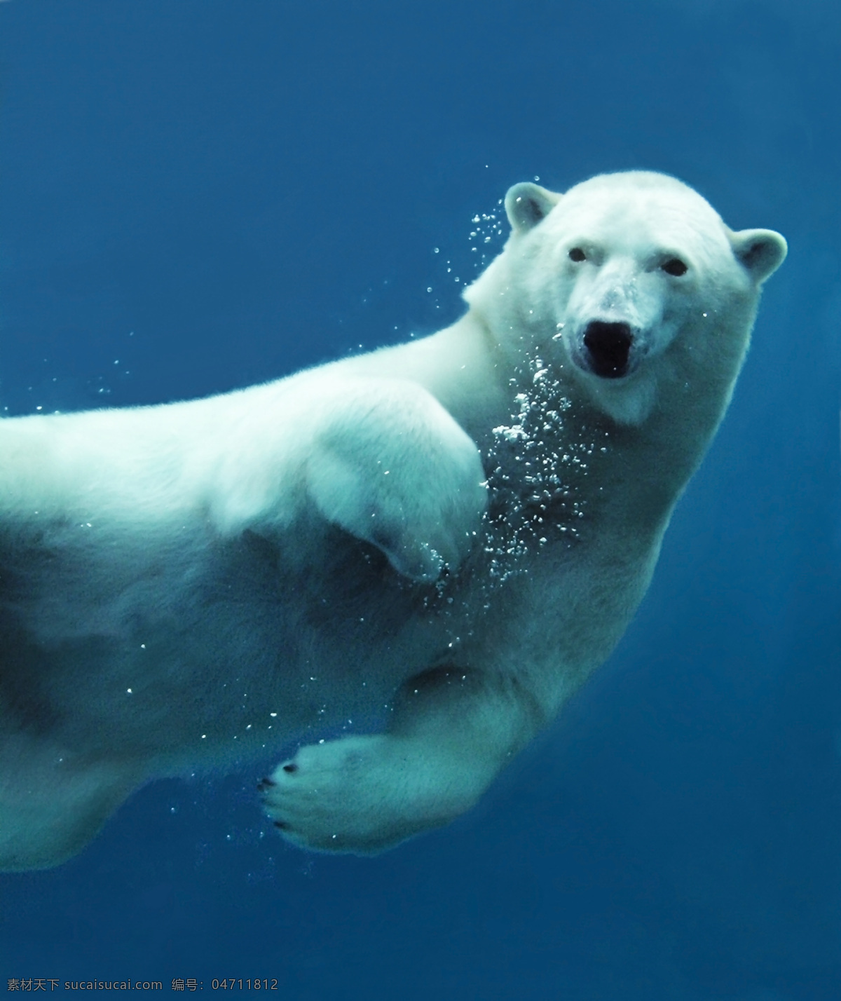 北极熊 小动物 动物 野生动物 可爱 保护动物 极地动物 生物世界