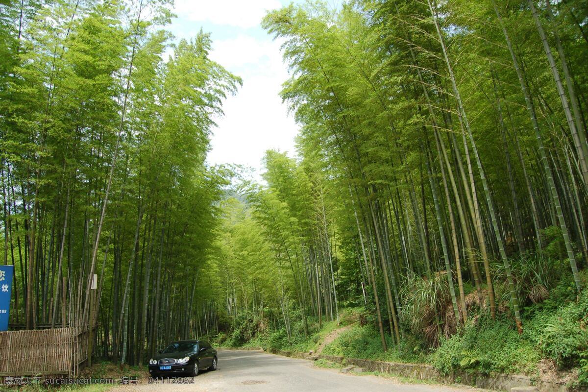 竹海 生物世界 树木树叶 竹子 永川 矢量图 日常生活