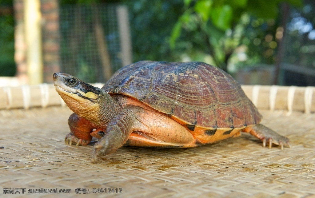 乌龟 龟 水龟 两栖动物 名龟 金钱龟 其他生物 生物世界