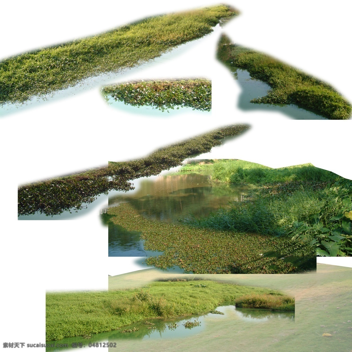 水草 景观素材 自然景观素材 水边草 景观设计 分层 源文件