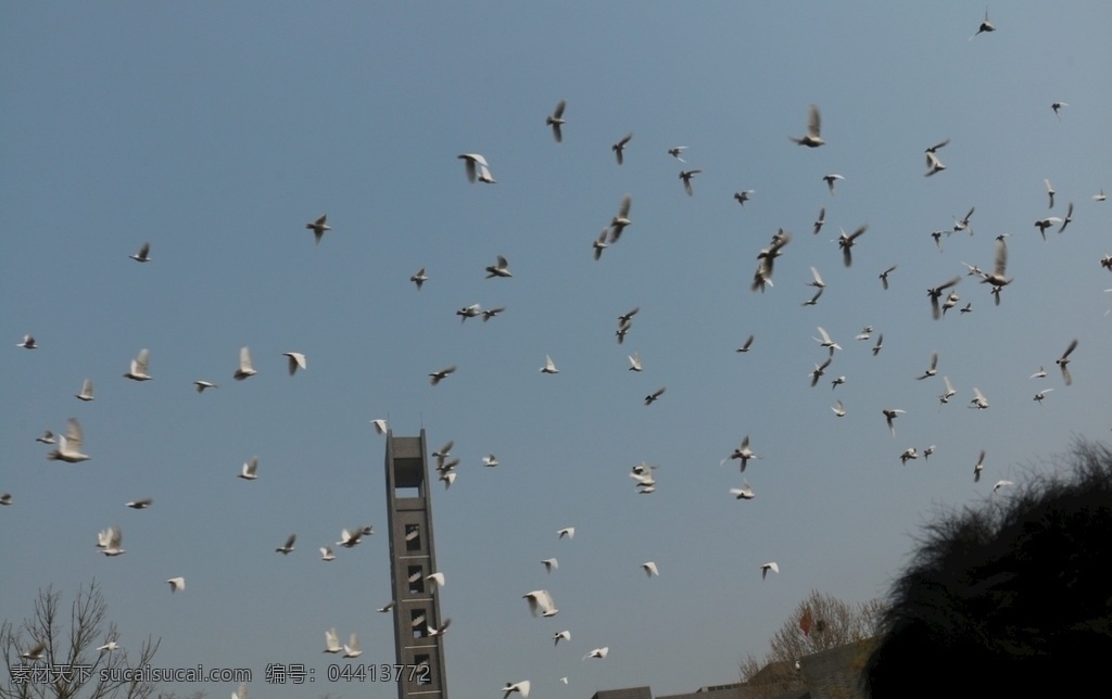 中央美术学院 百年 放飞和平鸽 一百周年 纪念日 央美 生物世界 鸟类
