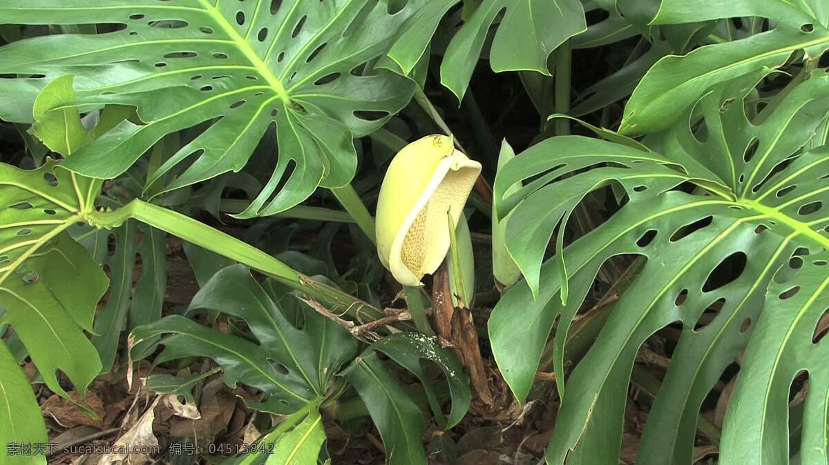 夏威夷 蓬莱 蕉 花 股票 视频 变焦 大 花卉 黄色 绿色 热带雨林 视频免费下载 叶 异国 风情 热带 植物 自然 龟背竹 在接近