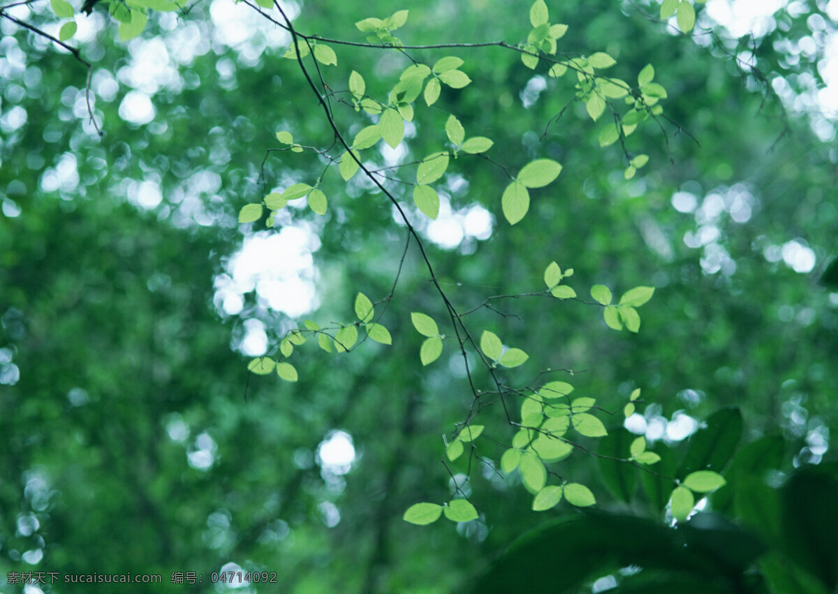 树林图片 森林树木 树林风景图片 树林高清图片 树木树叶 植物素材 生物世界 高清图片 花草树木