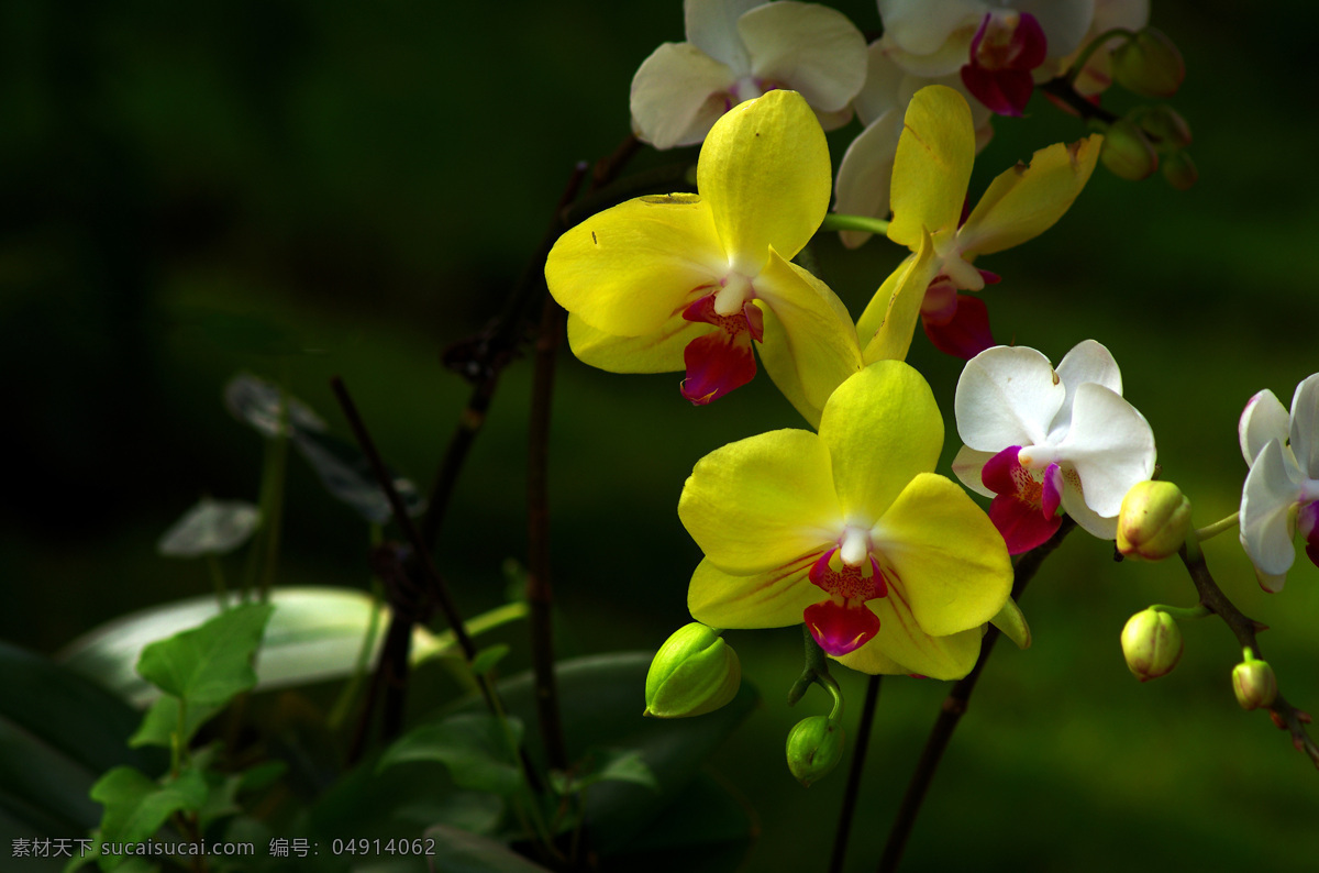 唯美 黄色 兰花 高清 花卉 花草 鲜花