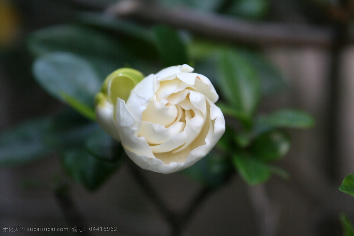 高清 白色 栀子 花苞 花朵 栀子花 白色鲜花