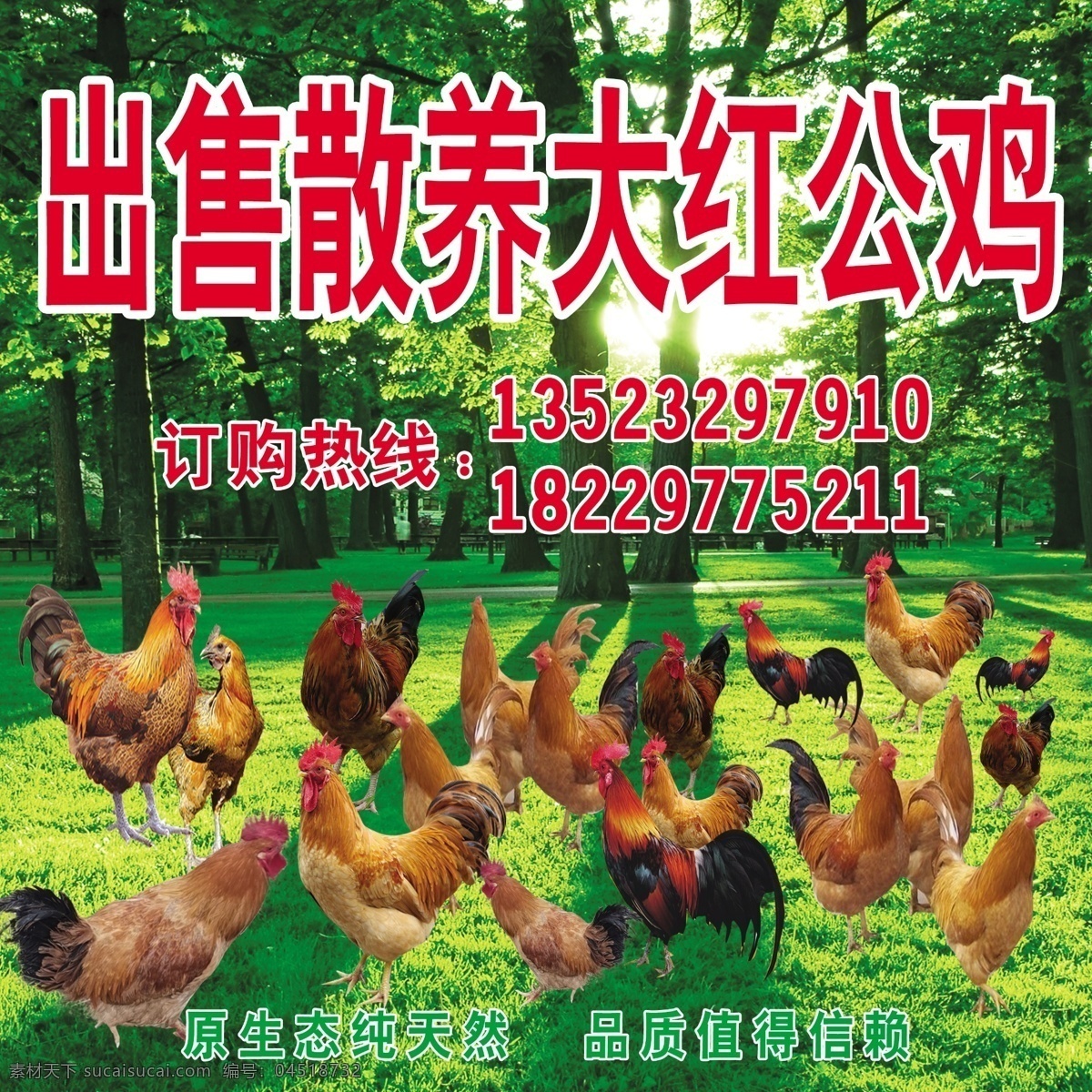 散养大公鸡 散养 大公鸡 公鸡 土鸡 树林 红公鸡 专业养殖 绿色