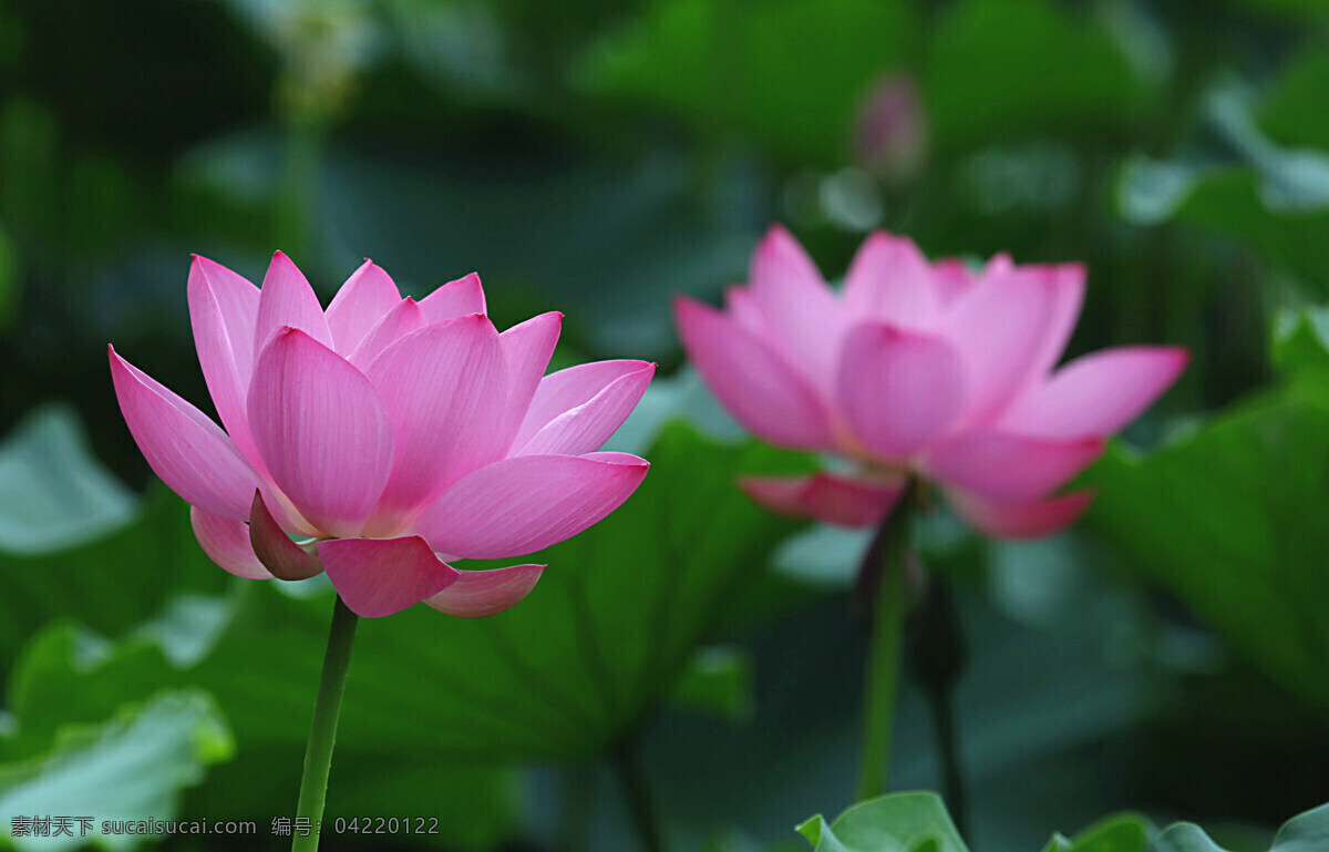 夏日的荷花 绿叶红荷 生物摄影 荷花 荷花摄影图 花朵 花草 粉色荷花图 荷韵 生物世界