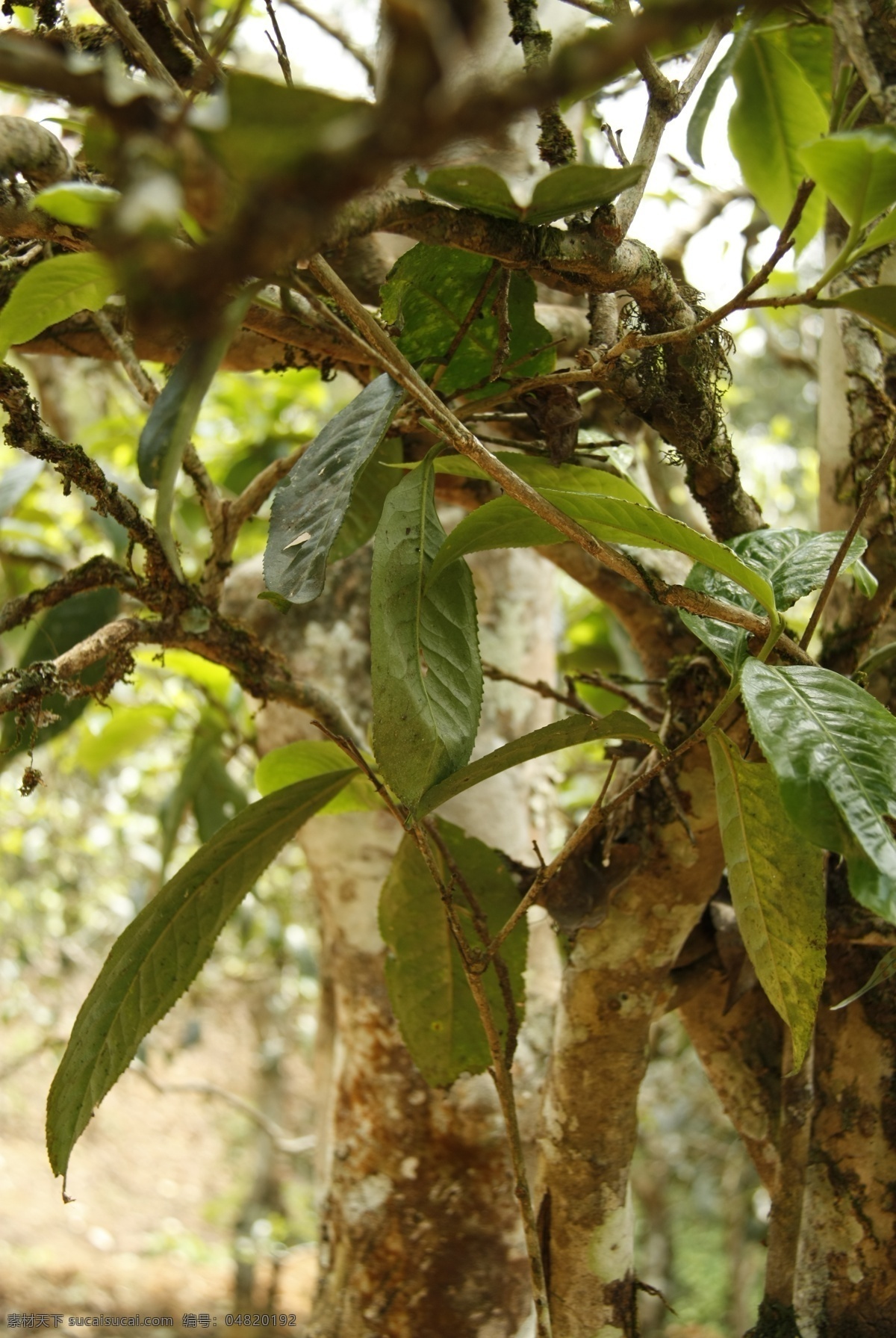 普洱茶树叶 普洱茶 树叶 普洱 茶树 古茶树 茶叶 古树茶 树木树叶 老曼峨 茶山 生物世界