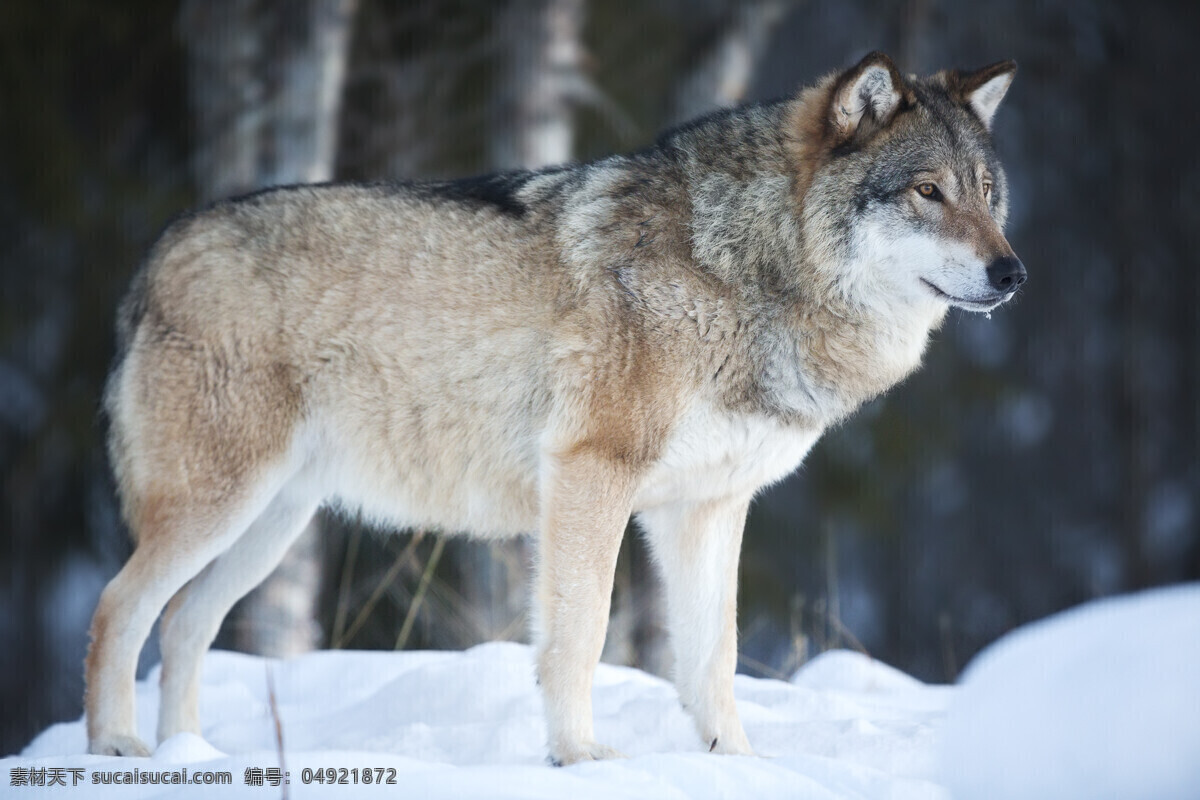 唯美 动物 可爱 狼 野狼 雪狼 凶猛野狼 可爱野狼 生物世界 野生动物