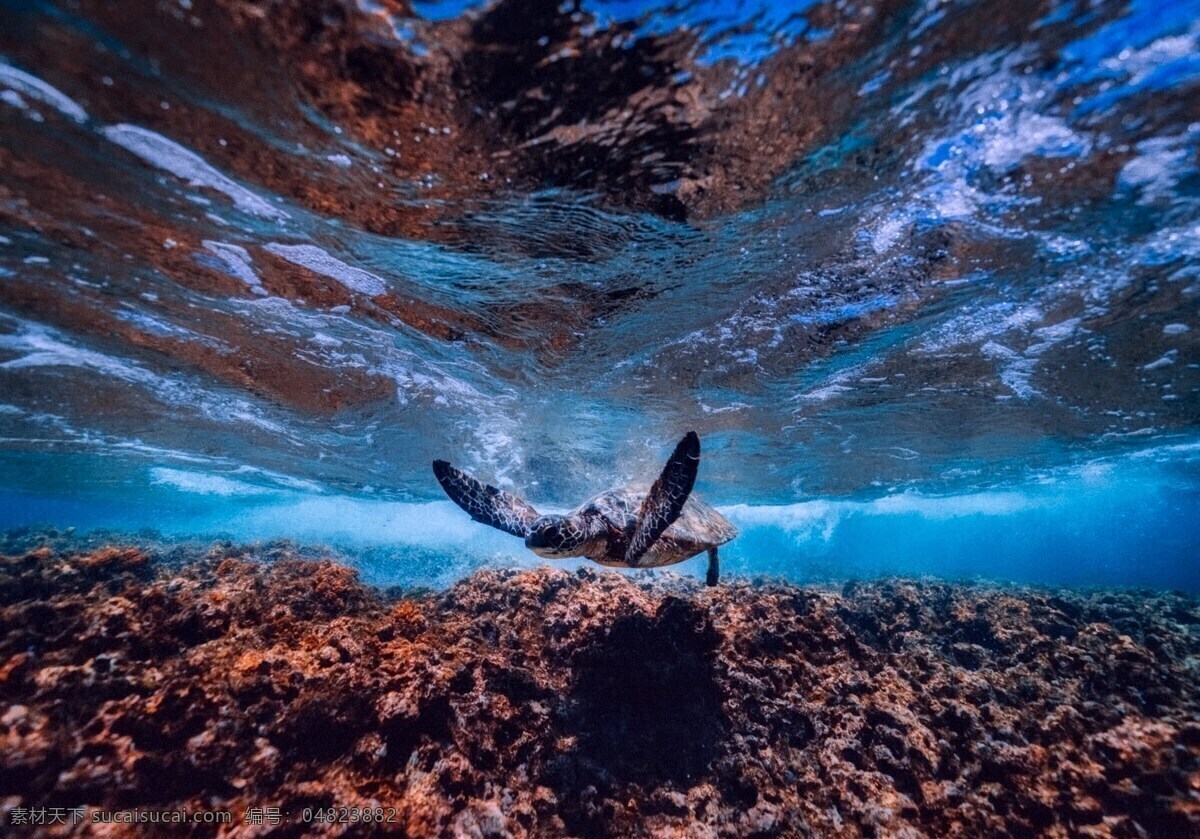 海龟 乌龟 鳄龟 海洋动物 生物世界 海洋生物