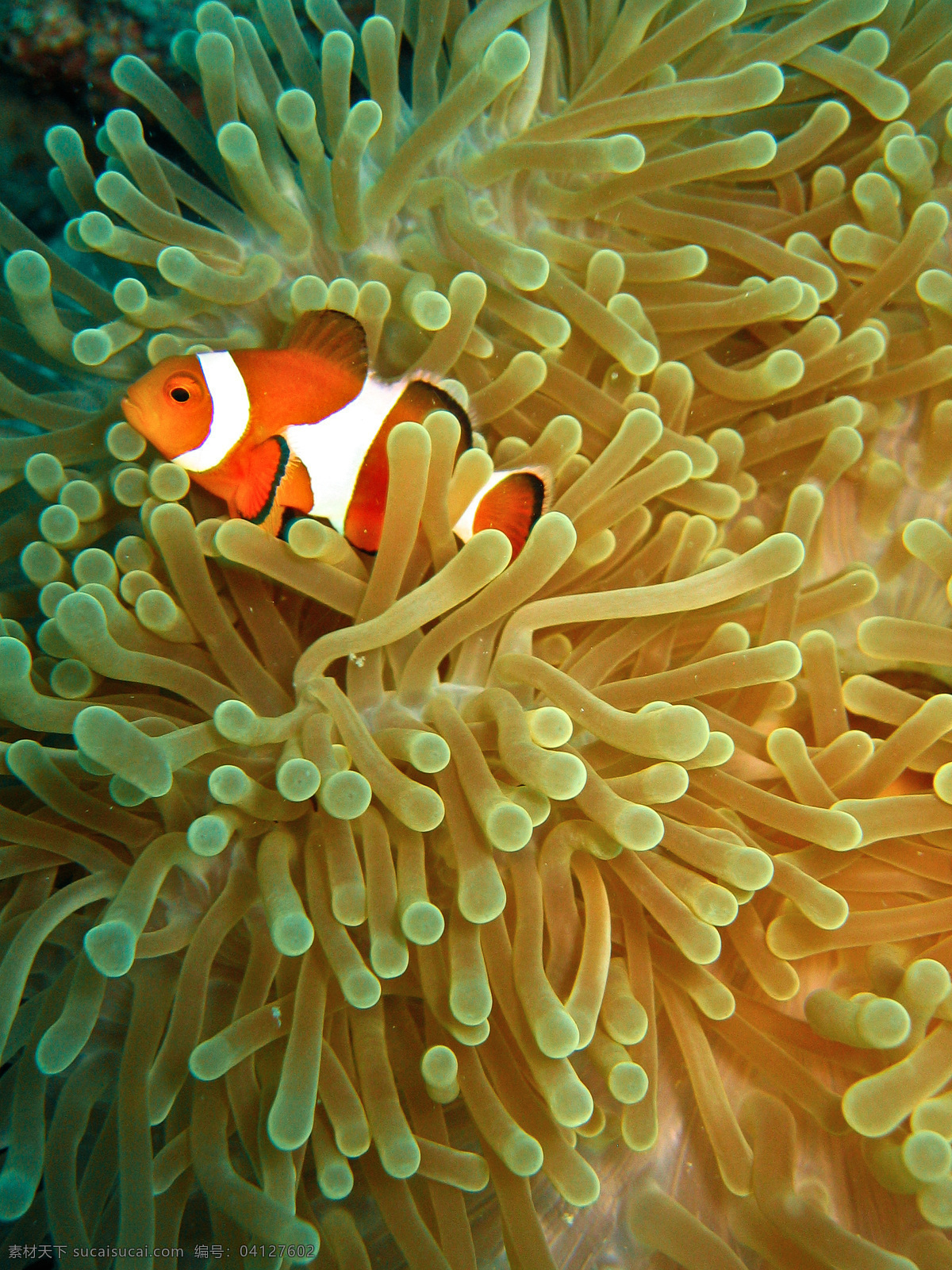 海底 世界 美丽 可爱 小丑 鱼 海底世界 小丑鱼 珊瑚 热带 潜水 发现 卡通 大自然保护 鱼类 东南亚 澳大利亚 生物世界