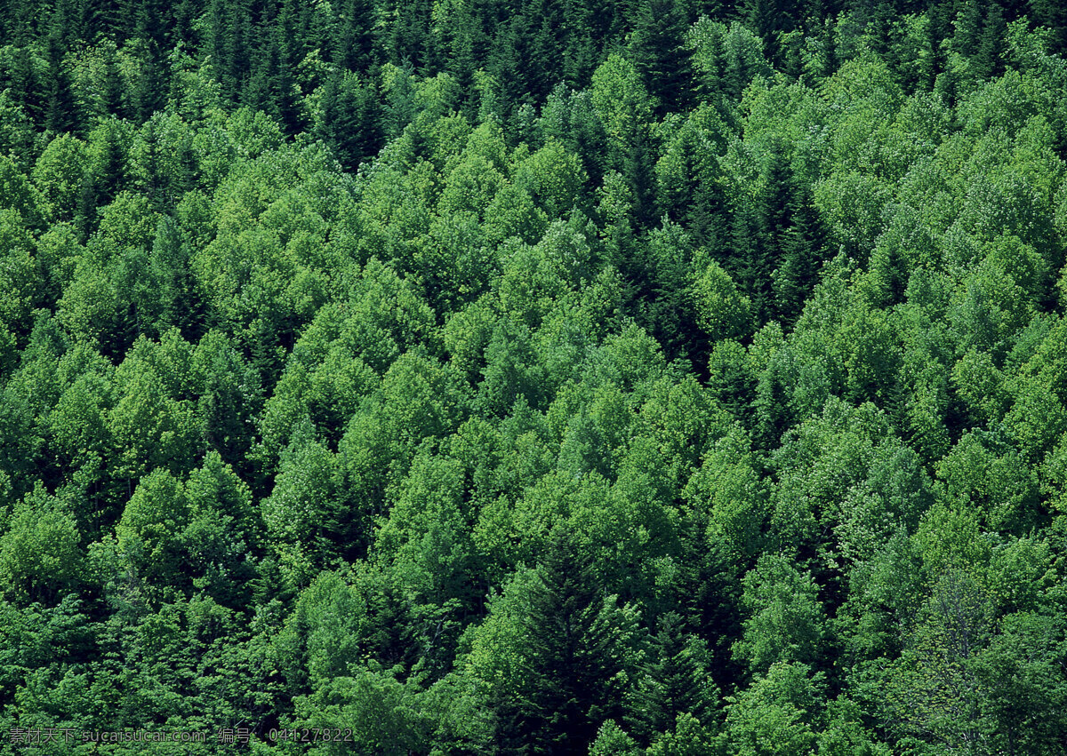 原始森林图片 自然风景 自然风光 自然景观 原始 森林 茂密的树木 绿树 树叶 园林 树林 摄影图库