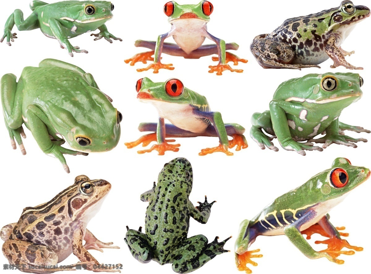 青蛙 免 扣 高清 素材图片 青蛙png 青蛙麋鹿图片 文件 青蛙免扣素材 青蛙素材 各种 生物世界 野生动物