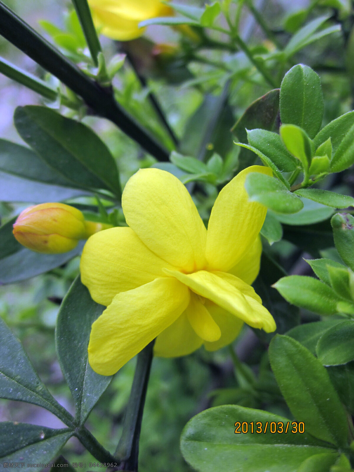 黄色迎春花 黄色 迎春花 花朵 花卉 鲜花 绿叶 花枝 唯美花朵 黄色花朵 花瓣 植物 草本植物 花草 生物世界