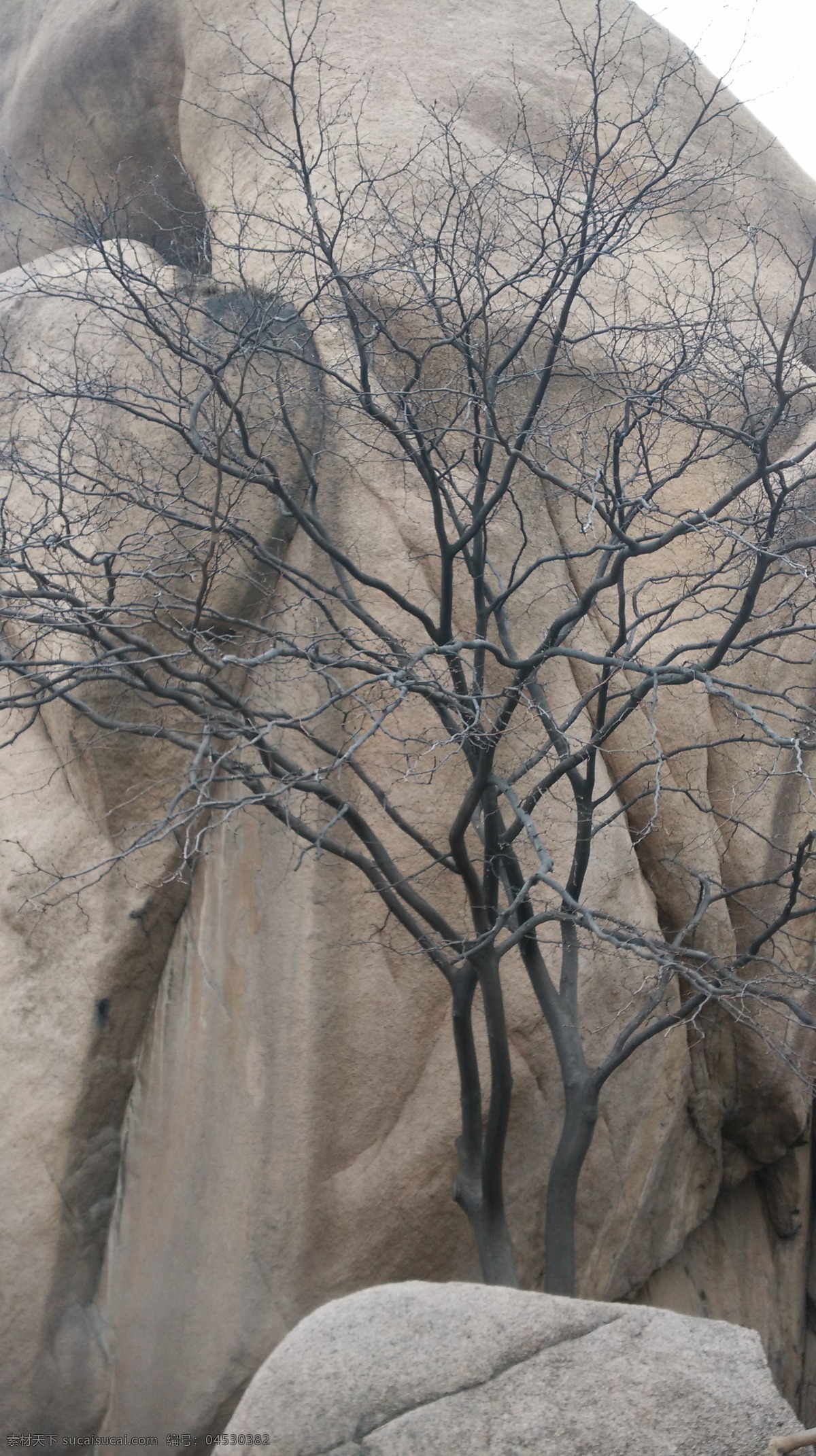 石头上的树 树 顽强 树木 旅游 石头 生物世界 树木树叶