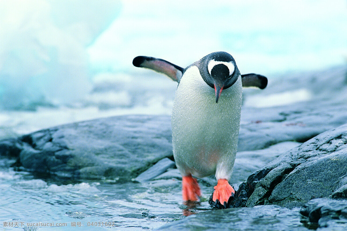 可爱动物 白色企鹅 动物写真 南极鹅 岸边 高清图片
