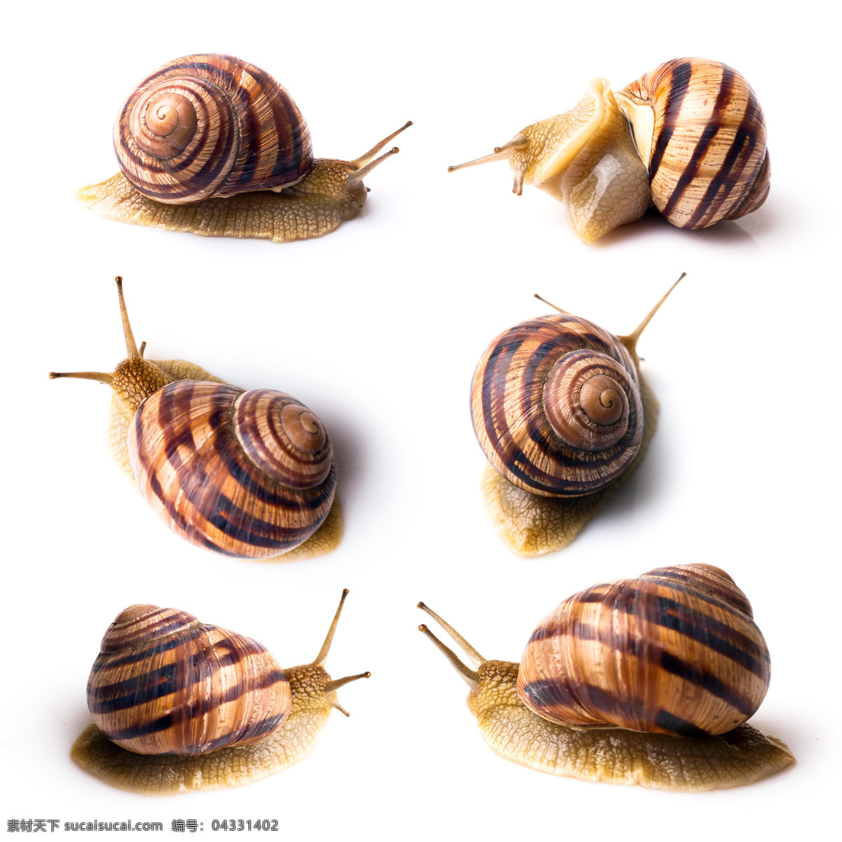 可爱 蜗牛 高清 特写 蜗牛写真 软体动物 动物 昆虫