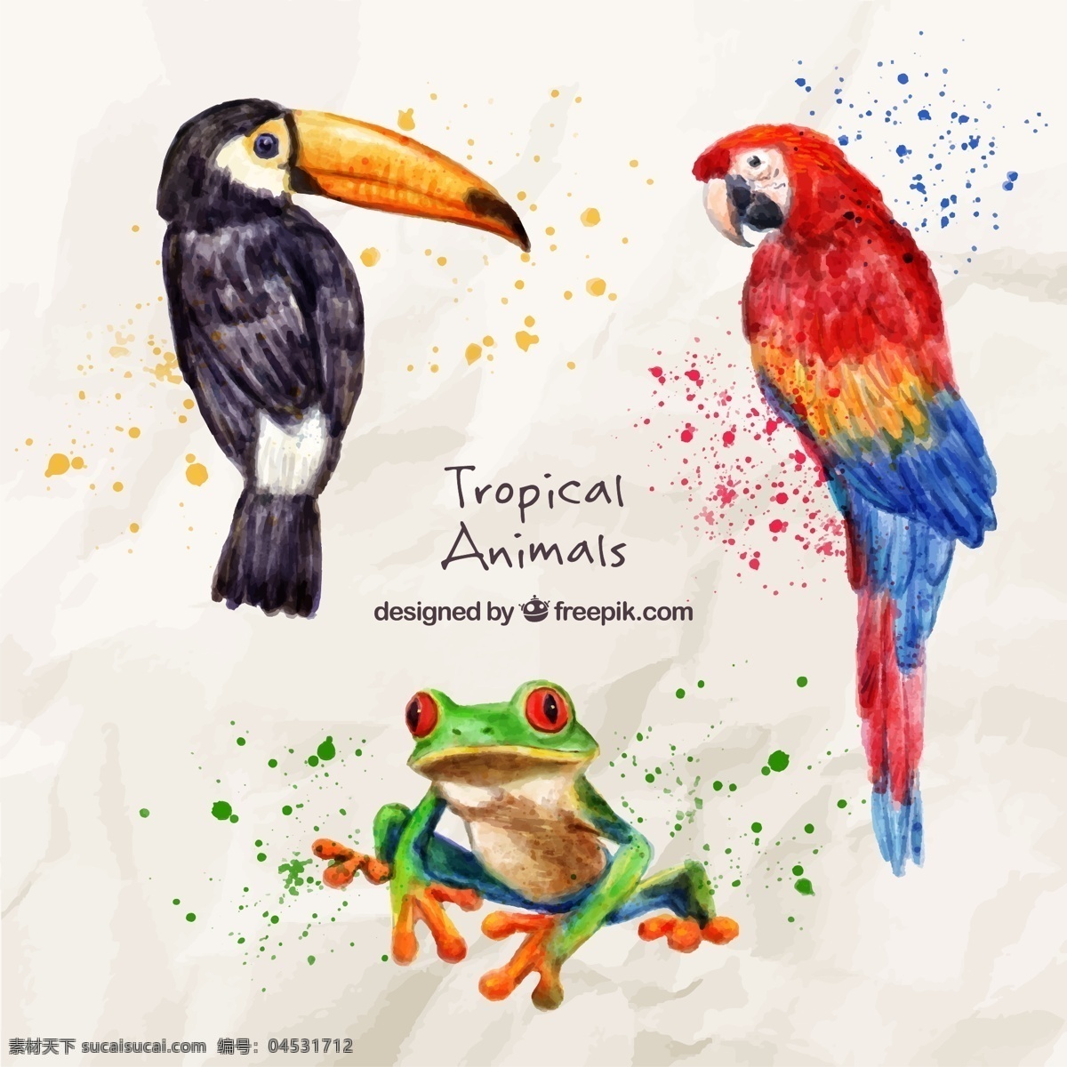 水彩 珍奇 鸟类 只 青蛙 手 鸟 自然 动物 翅膀 羽毛 丛林 热带 动物园 鹦鹉 艺术 飞溅 画 巨嘴鸟