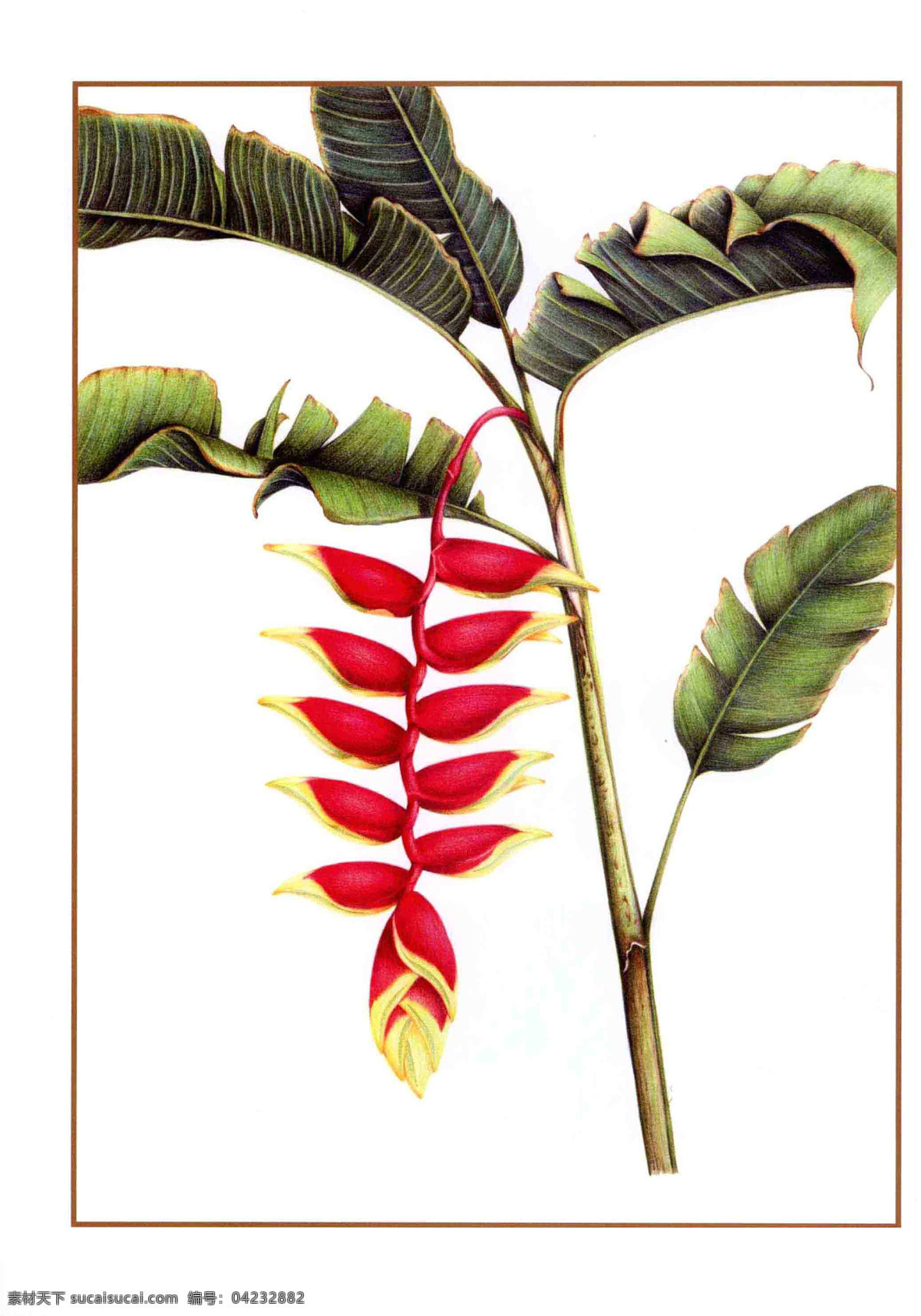手绘 串串 红 花朵 彩铅 花卉 红色 绘画 教学 印刷 宣传 网页 花 生物世界 花草