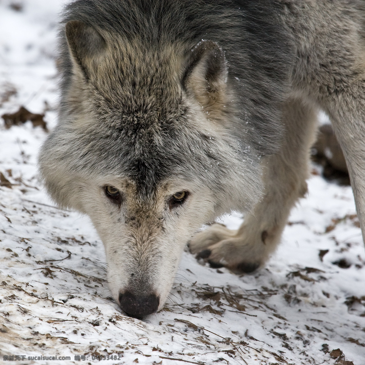 狼 野生动物 猛兽 野兽 动物 生物 动物摄影 加拿大狼 奥地利 动物园 生物世界