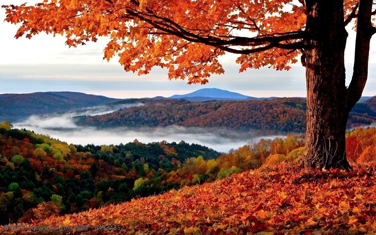 秋天的景色 落叶 枫叶 红叶 一望无际 远山 云雾缭绕 绿树 红枫树 自然景观 自然风景