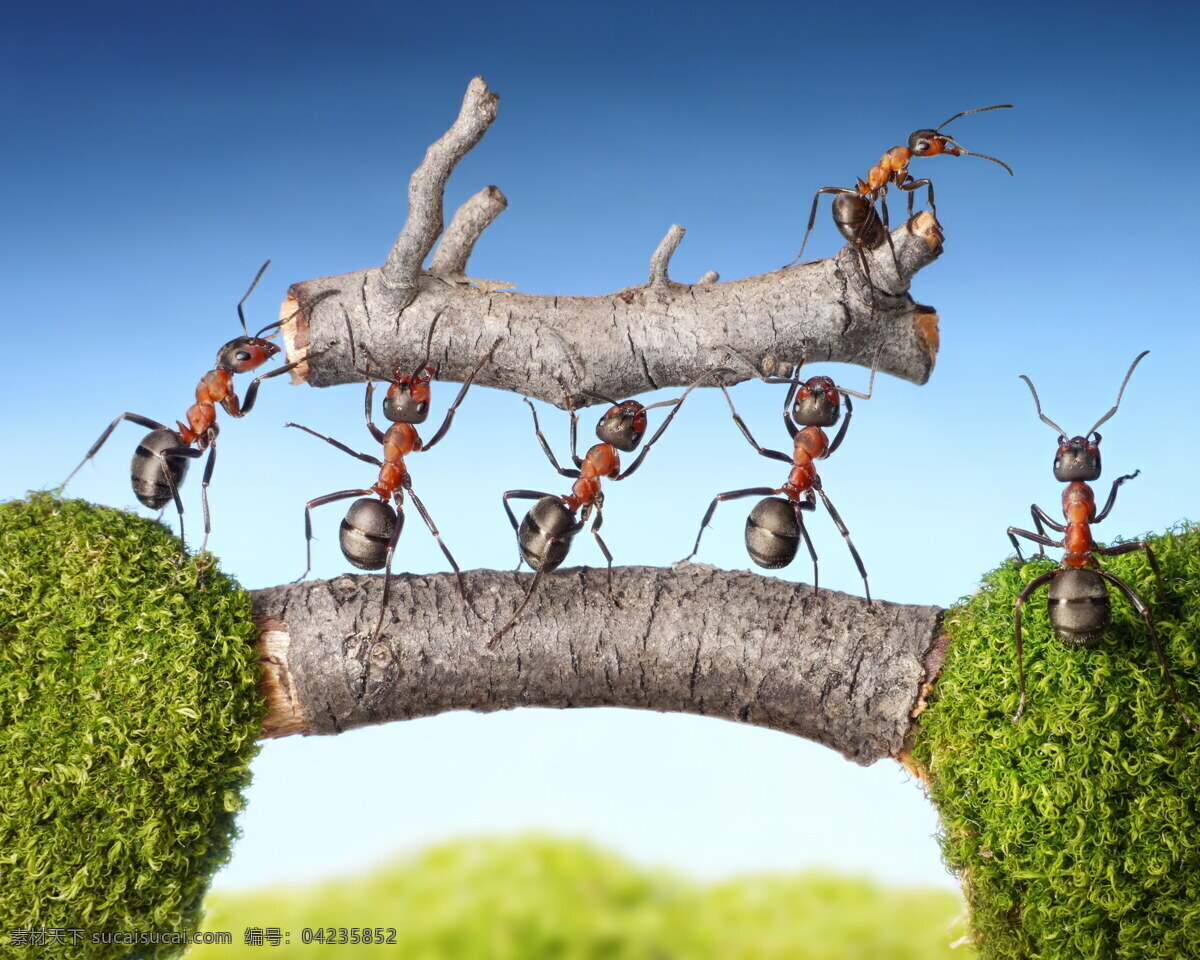抬 木棍 蚂蚁 蚂蚁摄影 昆虫 动物世界 昆虫世界 生物世界