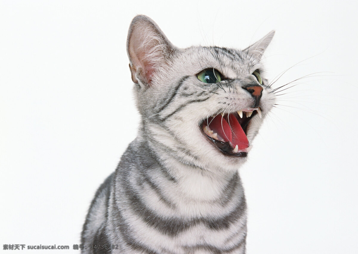 猫 高清 高清图片 高清图片素材 猫狗 猫狗宠物 猫猫 猫咪 生物世界