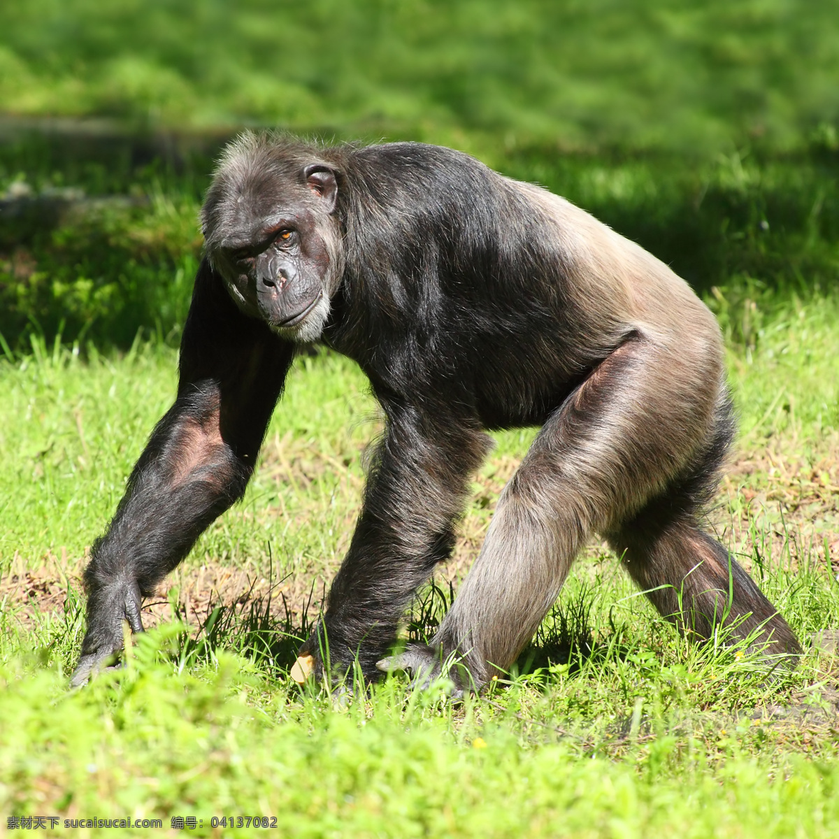 草地 上 猩猩 类人猿 动物 野生动物 动物世界 陆地动物 动物摄影 生物世界