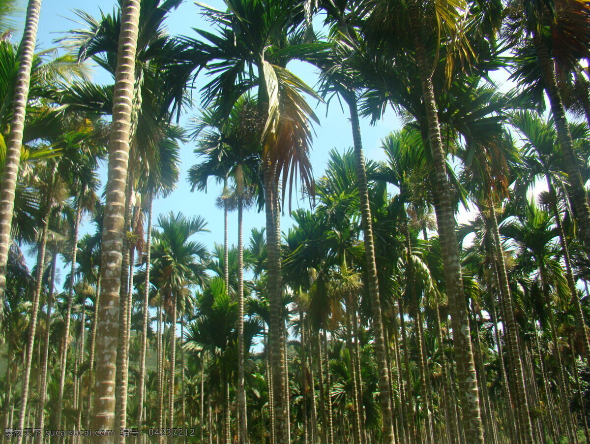 槟榔基地 槟榔 中国槟榔之乡 万宁 丰收 槟榔果 树木树叶 生物世界
