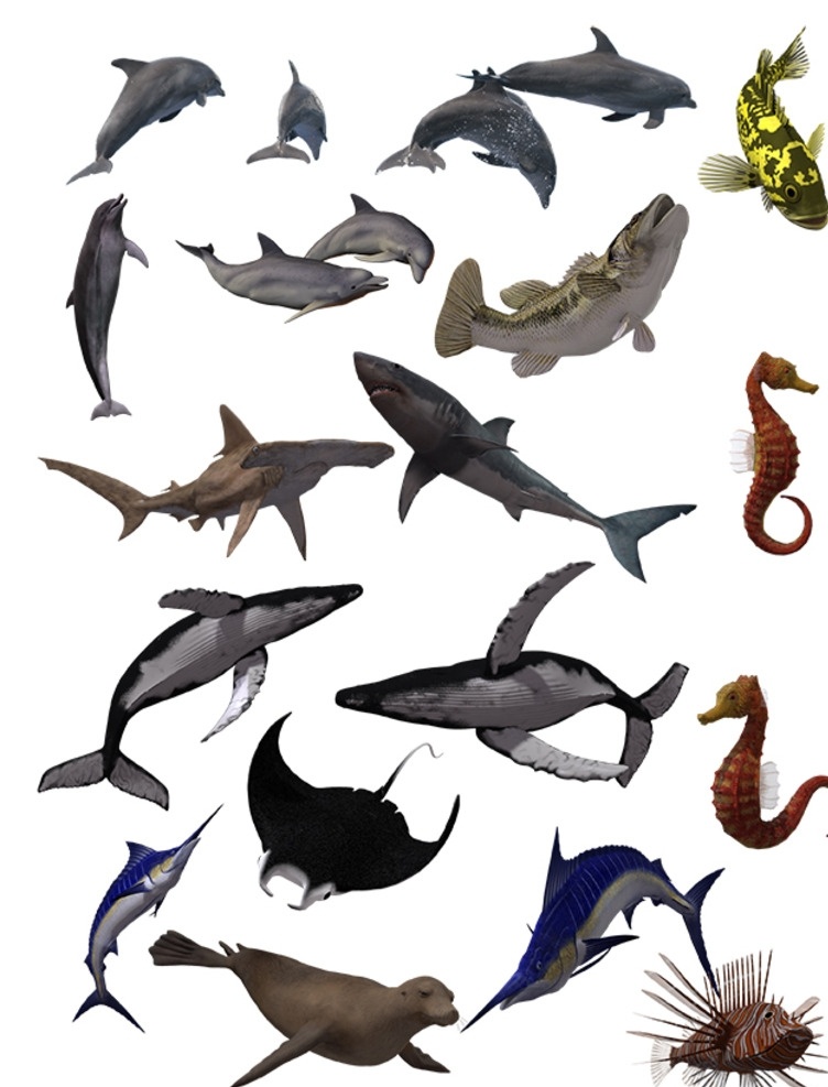 海洋生物 3d 海豚 鲨鱼 鲸鱼 海马 剑鱼 石斑鱼 海豹 魔鬼鱼 虎鲨 狮子头鱼 双髻鲨 分层