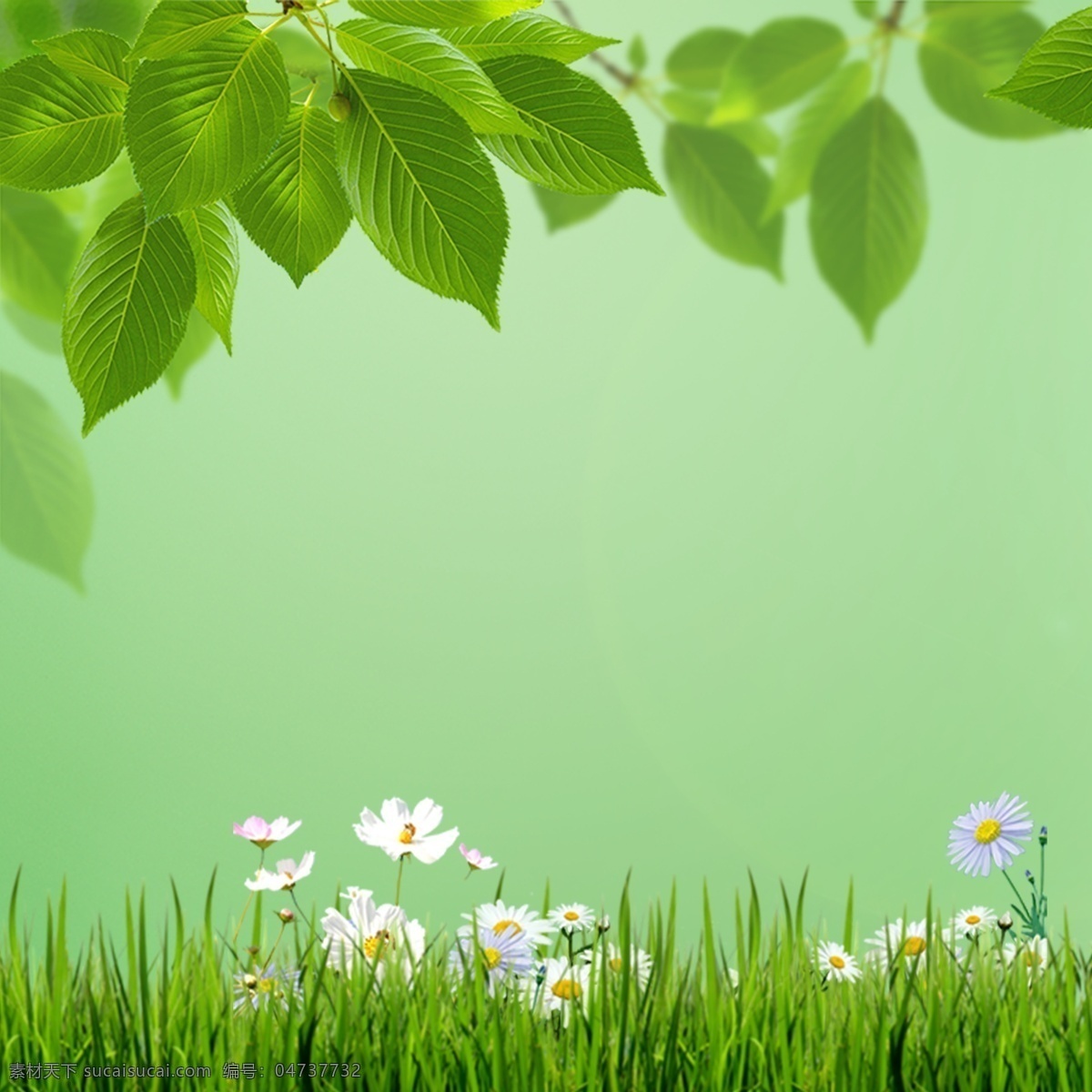 花朵 青草 树叶 绿色 背景 白色花朵 野菊花 绿草 绿叶 广告背景素材 绿色背景素材