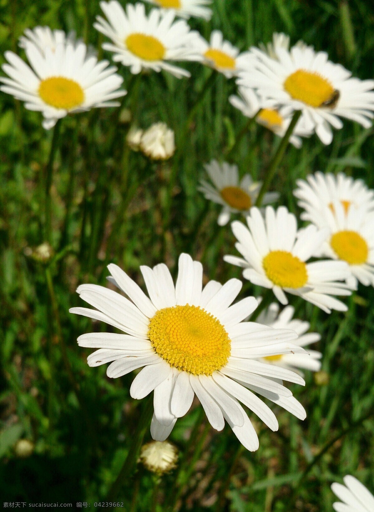 白色雏菊 菊花 小菊花 野菊花 花朵 花卉 花语 花艺 园林 园艺 生物世界 花草