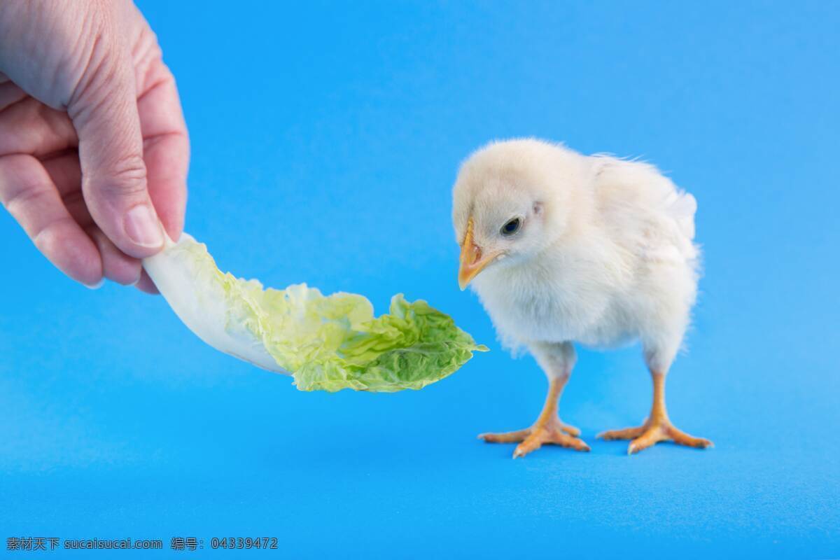 小鸡吃菜 菜叶 菜 小鸡仔