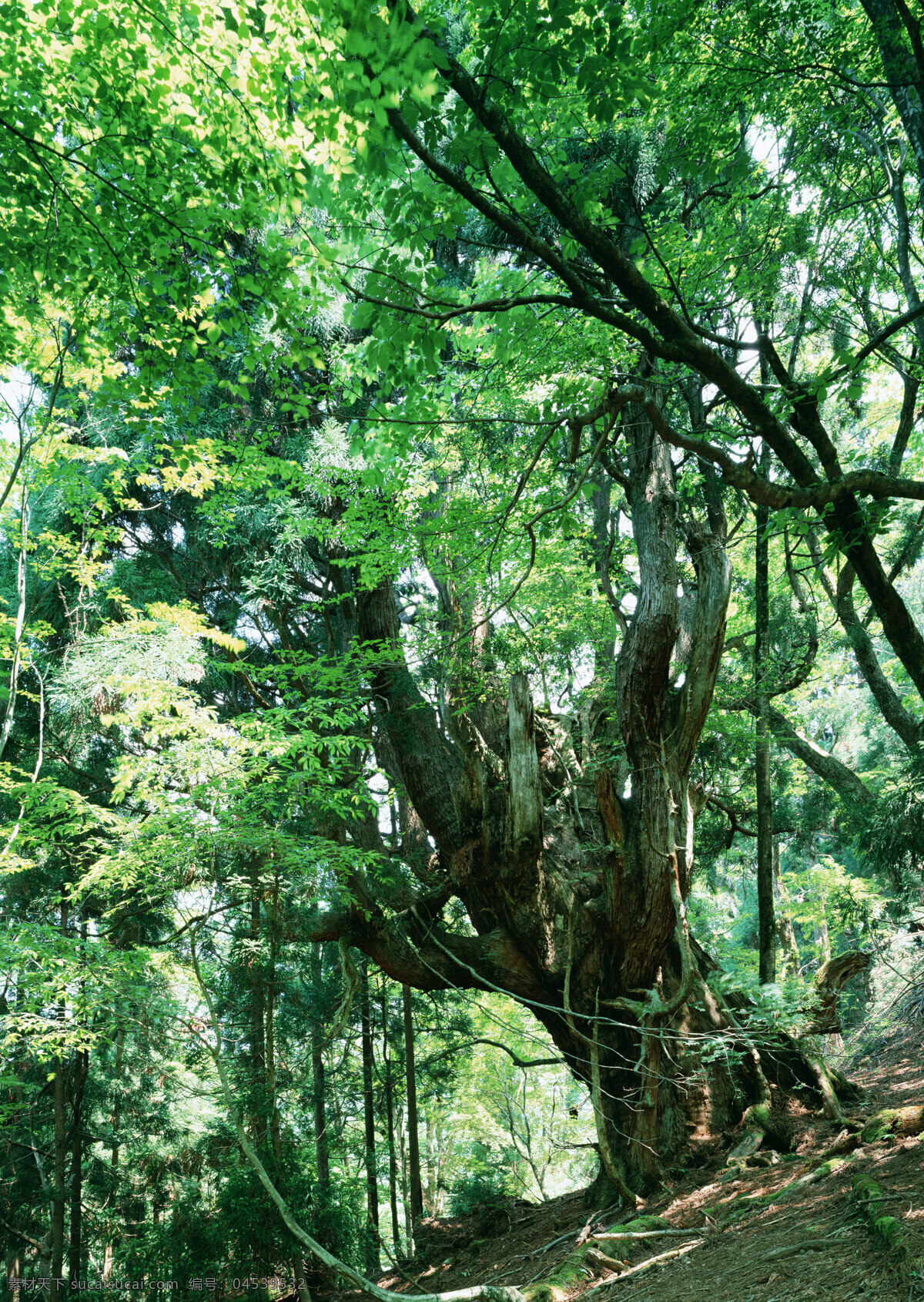 树林图片 森林树木 树林风景图片 树林高清图片 树木树叶 植物素材 生物世界 高清图片 花草树木