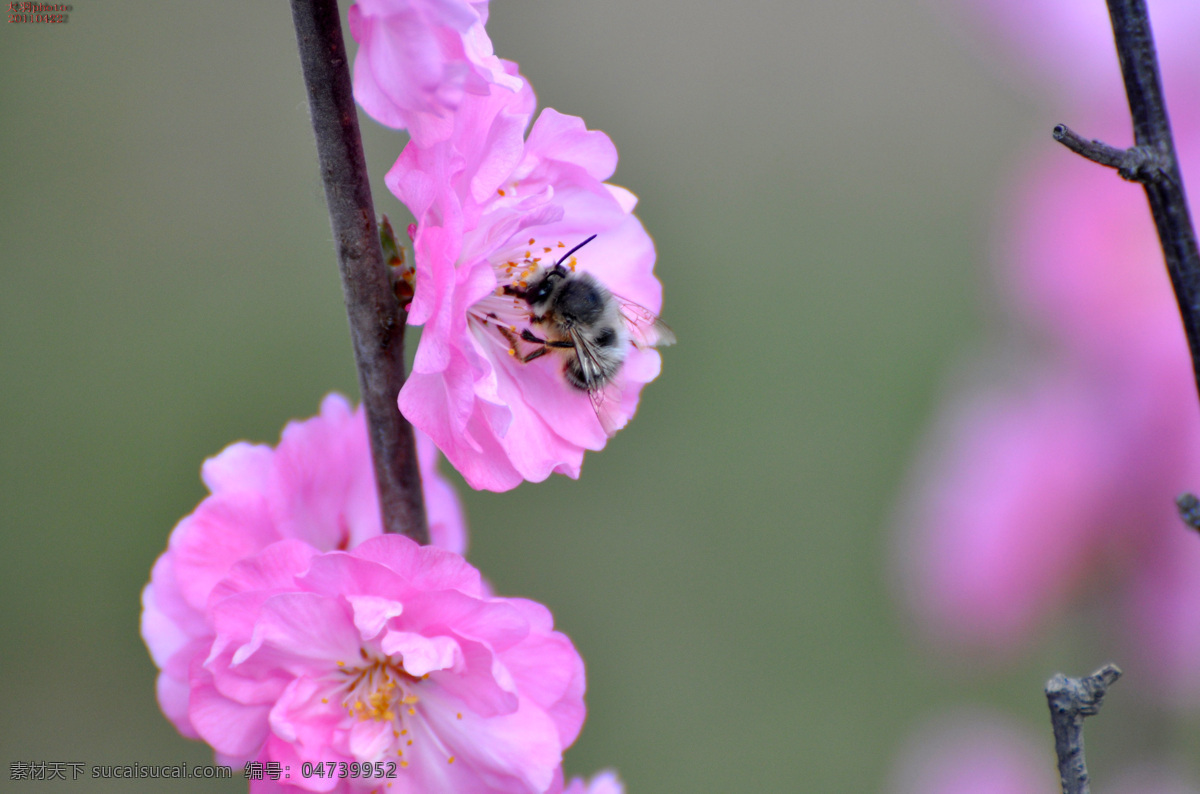 采 蜜 蜜蜂 粉花 花草 昆虫 生物世界 原创 植物 采蜜的蜜蜂 榆叶梅 采蜜