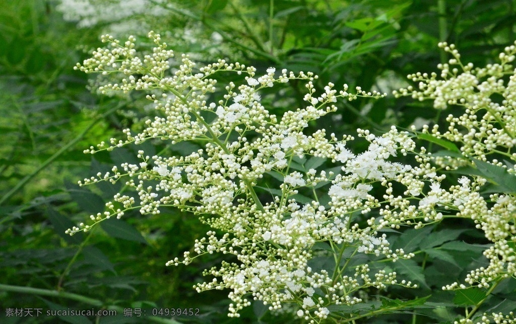 华北珍珠梅 观赏植物 吉氏珍珠梅 穗形t度灶 珍珠树 干柴狼 花朵 花穗 花瓣 枝叶 花卉 植物 绿化景观 花卉大观园 生物世界 花草