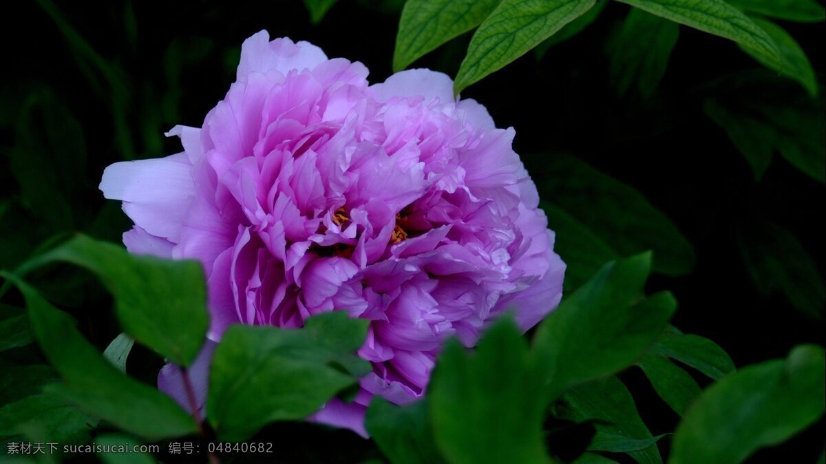 高清 鲜艳 牡丹花 花卉 花朵 花草 植物 紫色