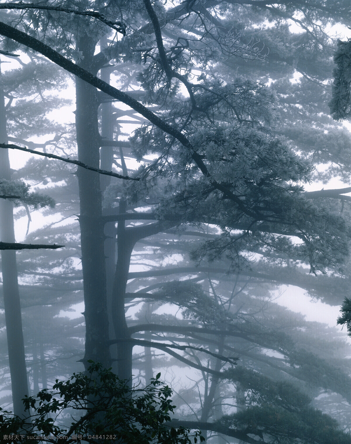 高山 松 树林 景色 绿树 青松 雪松 森林 茂密 烟雾 云雾 自然景观 高清图片 山水风景 风景图片