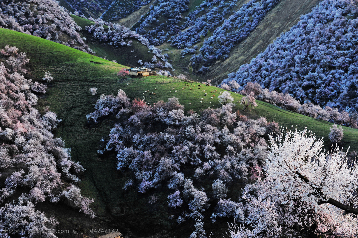 唯美 风景 风光 旅行 新疆 伊犁 杏花沟 花海 旅游摄影 国内旅游