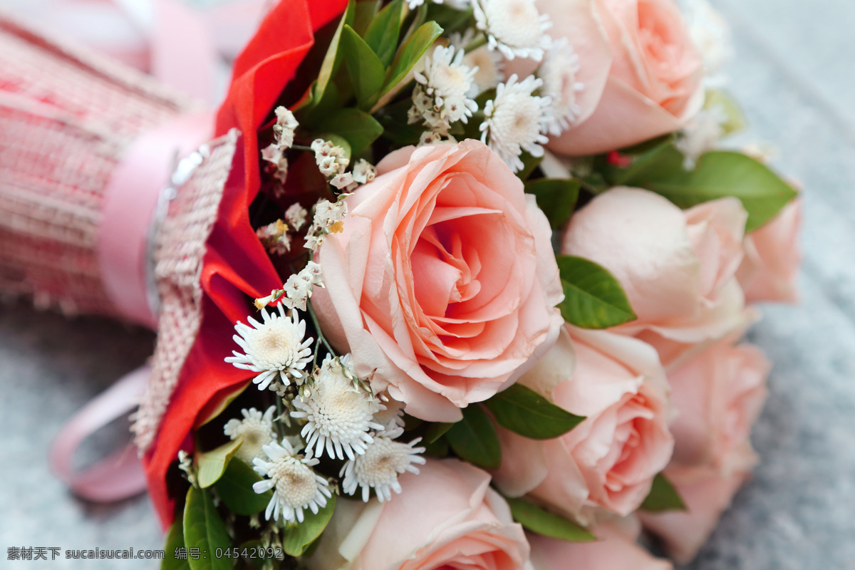粉红色 花朵 美丽鲜花 粉红玫瑰 美丽花朵 花卉 鲜花摄影 鲜花背景 花草树木 生物世界