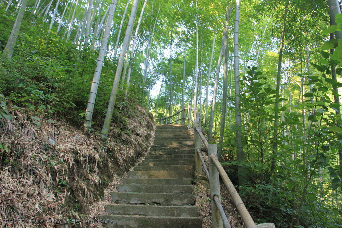 木 坑 竹海 生物世界 树木树叶 竹子 木坑竹海 矢量图 日常生活